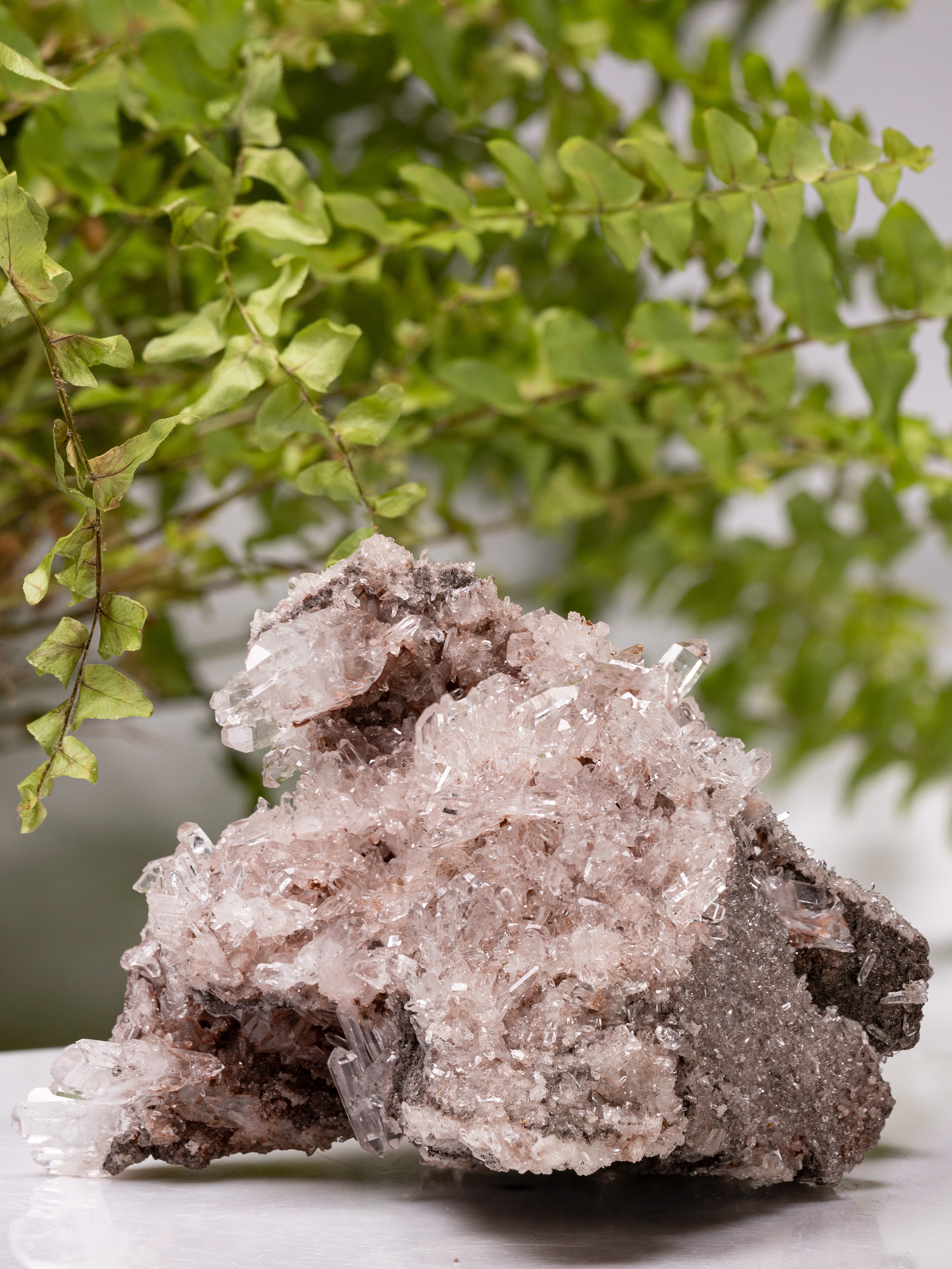 Colombian Sacred Rosé Pink Lithium Silver Light tabular quartz cluster with clear points and dark matrix