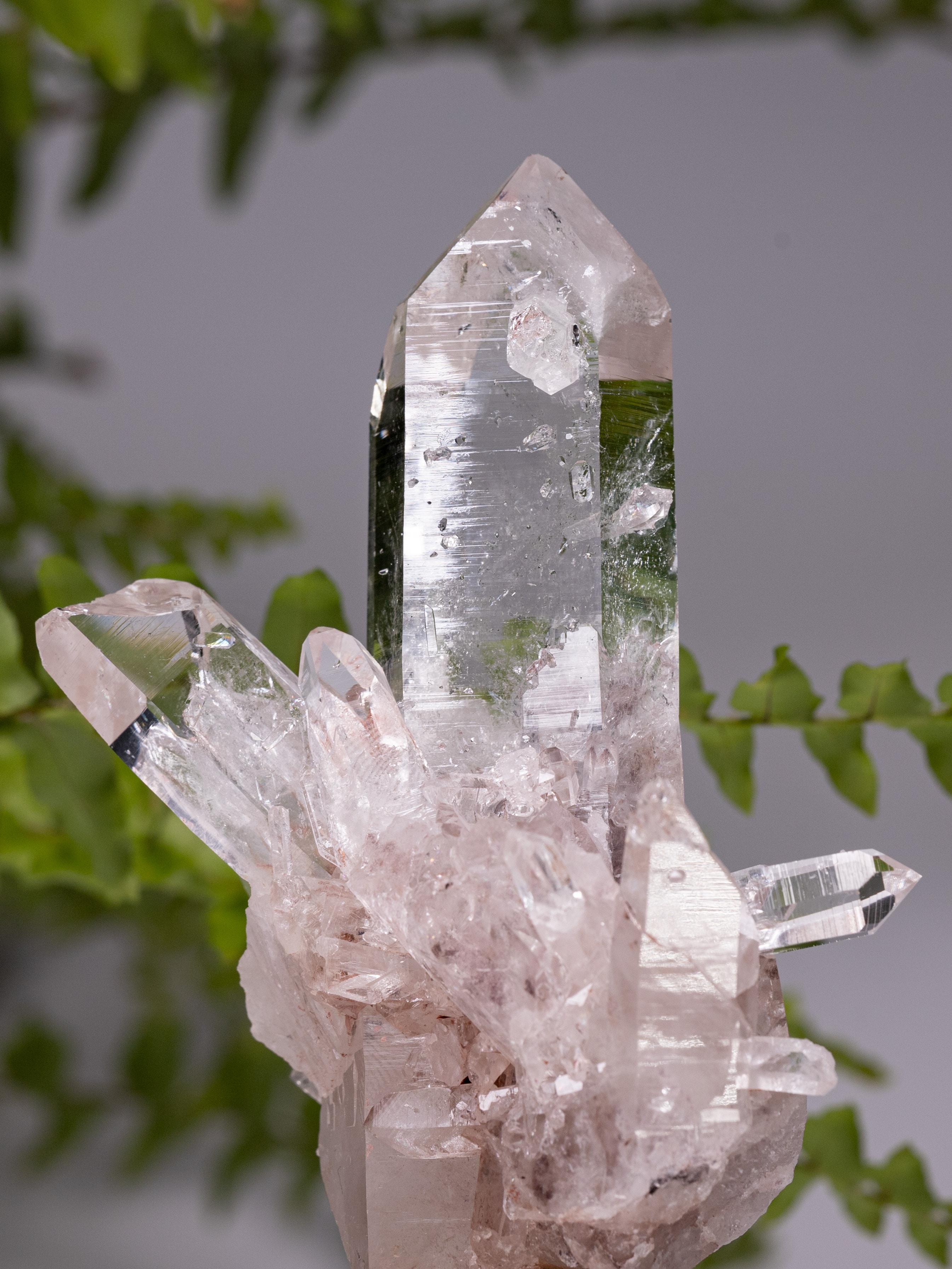 Colombian Sacred Rosé Pink Lithium Silver Light Bridge quartz cluster with tall clear primary point
